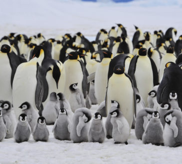 dużo pingwinów cesarskich