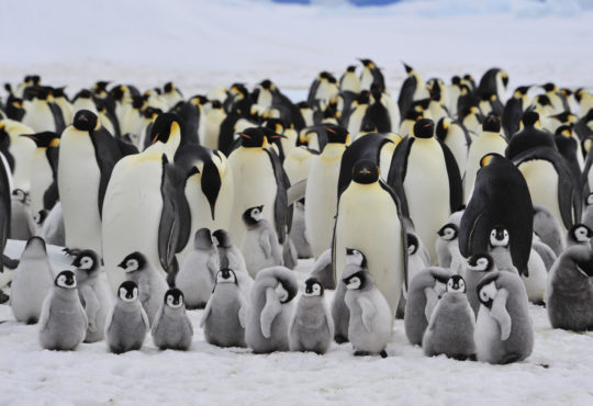 dużo pingwinów cesarskich